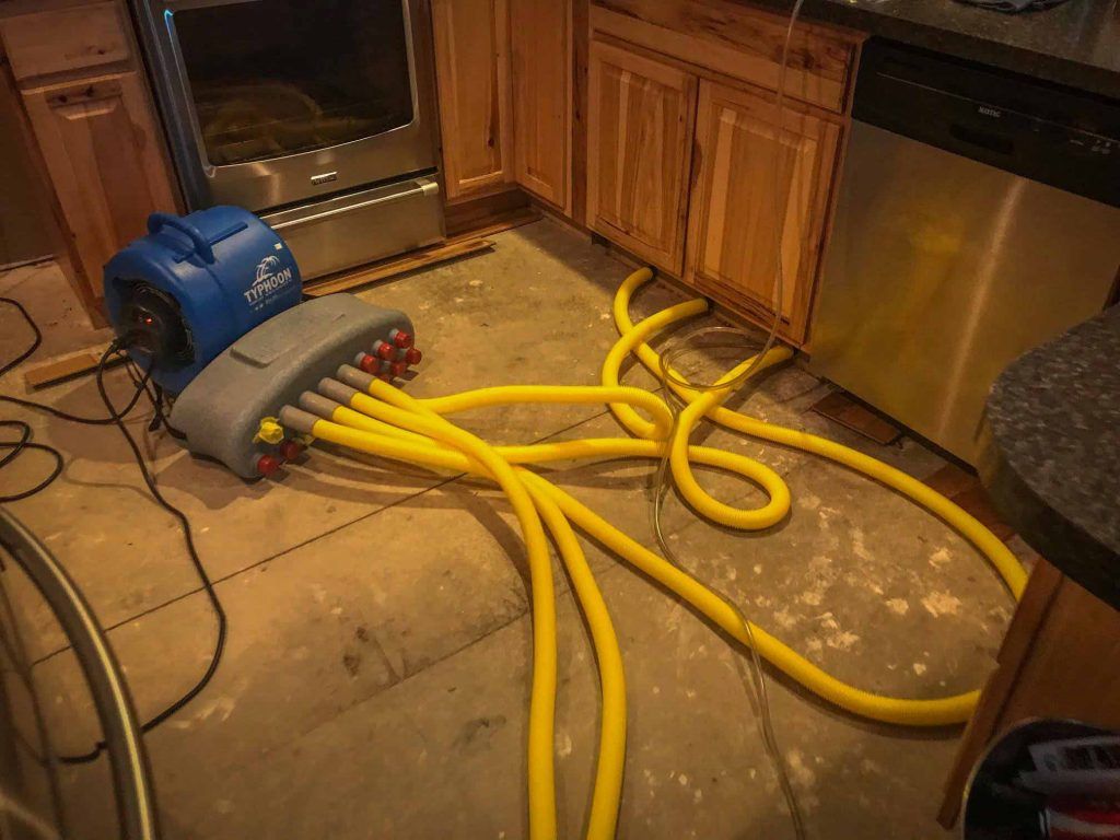mold removal western il